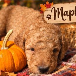 Maple - Apricot female Double Doodle puppy in Oceanside, California from Strong Mountain Doodles