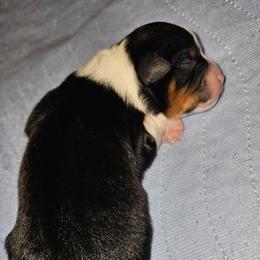 Coal - Black tri male Toy Australian Shepherd puppy in Powell Butte, Oregon from Willow Lane Ranch