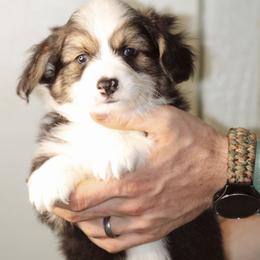 Toby - Black and tan male Pembroke Welsh Corgi puppy in South Otselic, New York from Ridge Top Corgis
