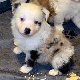 Chuckie - Blue merle male Miniature Australian Shepherd puppy in Patterson, North Carolina from DreamLine Aussies