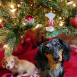 Dachshund Puppies from Brooke's Darling Dachshunds