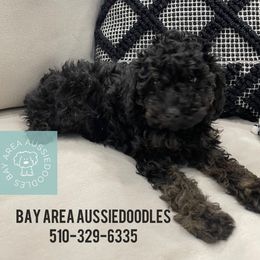 Aussiedoodle Puppies from Bay Area Aussiedoodles