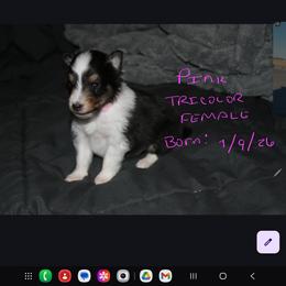 PINK - Black white and tan female Shetland Sheepdog puppy in Los Lunas, New Mexico from Stafford Shelties