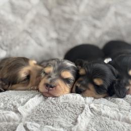 Dachshund Puppies from Dash of Love