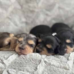Dachshund Puppies from Dash of Love