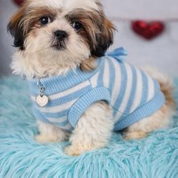 Tiger - Tricolor male Shih Tzu puppy in Hialeah, Florida from Jolie glz