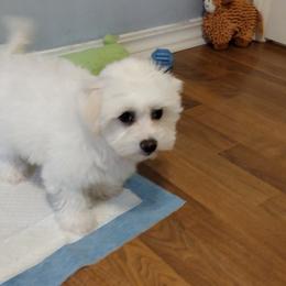 Coton de Tulear Puppies from Coton Country
