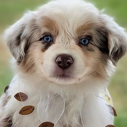 Kane - Red merle male Australian Shepherd puppy in Falcon, Missouri from Edge Farm LLC