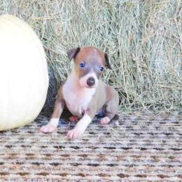 Layla Female 1 - Blue fawn female Italian Greyhound puppy in Sparta Tn And Caryville Fl, Tennessee from Summerwind Kennel