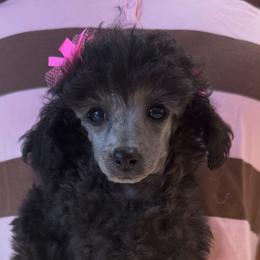 Bells - Silver female Poodle puppy in Lake Elsinore, California from Amber's Bichon Frise and Poodles