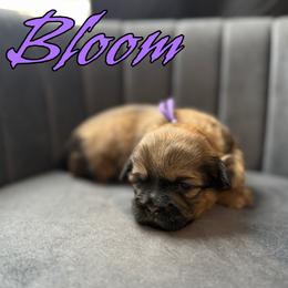 Bloom - Sable female Shih Tzu puppy in Joplin, Missouri from Loyal Tzu's