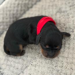 Female 1 - Black and tan female Dachshund puppy in Leon County, Texas from Diamond N the Ruff Dachshunds