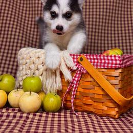 Emerald - Black and white male Pomsky puppy in Troy, Montana from Sun-Kissed Mountain Homestead