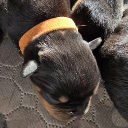 Mr. Orange Collar - Black and mahogany male Rottweiler puppy in Clarksburg, West Virginia from Vom Peiffley Rottweilers, LLC