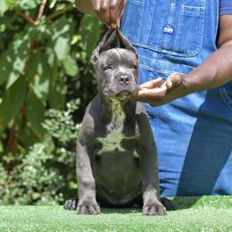 Female 3 - Gray female Cane Corso puppy in Willis, Texas from Royal Guardian Cane Corso