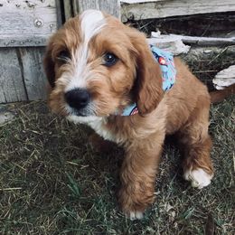 Labradoodle and Labrador Retriever Puppies from Ruby Red Labs and Doodles