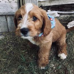 Labradoodle and Labrador Retriever Puppies from Ruby Red Labs and Doodles