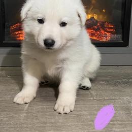 lavender collar girl - White Berger Blanc Suisse puppy in Valparaiso, Indiana from Foreman’s White Swiss Shepherds