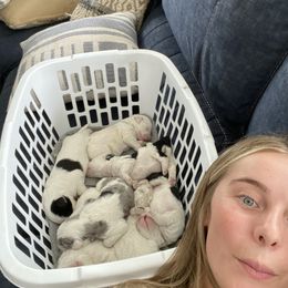 Sheepadoodle Puppies from Jonsies Pups