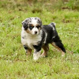 Paris - Blue merle female Miniature Australian Shepherd puppy in Fort Smith, Arkansas from Rye Hill Aussies