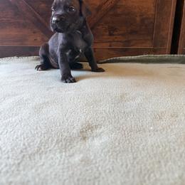 Cane Corso Puppies from Cowan Farms