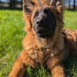 Windsor - German Shepherd