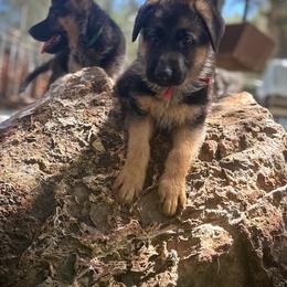 Abigal Adams - Black and red female German Shepherd puppy in Parkfield, California from Varian Kennels