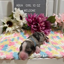 Aussiedoodle and Australian Shepherd Puppies from Loving Puppy Paws Kennel