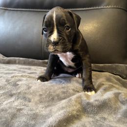 Boxer Puppies from Bellmont Boxers East TN