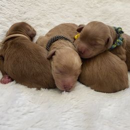 Bernedoodle and Goldendoodle Puppies from Saratoga Goldendoodles