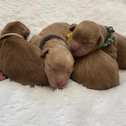 Bernedoodle and Goldendoodle Puppies from Saratoga Goldendoodles