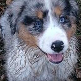 Australian Shepherds from Gold Ring Australian Shepherds