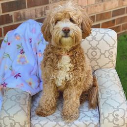 Mabeline - Goldendoodle