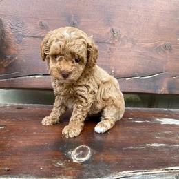 Girl-2 - Apricot female Poodle puppy in Spring Hill, Tennessee from Duke's Mini & Toy Australian Shepherds & Aussiedoodles
