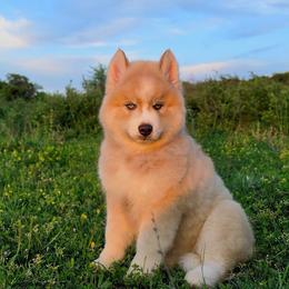 Jesse - Red and white male Siberian Husky puppy in Perkins, Oklahoma from A-Dream Pomsky Kennel