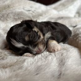 Emma - Chocolate female Havanese puppy in Starr, South Carolina from Home with Havanese