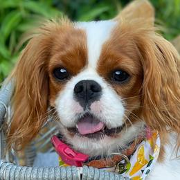 Aimsley - Cavalier King Charles Spaniel