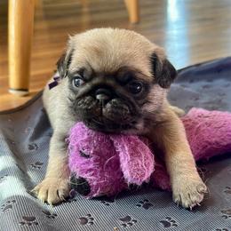 Purple - Fawn female Pug puppy in Baylis, Illinois from Cameo's Pugs