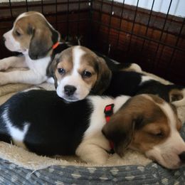 Beagle puppies from Tracker Sky Beagles