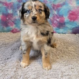 Lemon - Blue merle female Miniature Australian Shepherd puppy in Church Hill, Tennessee from Hippie Dog Haven