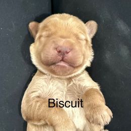 Biscuit - Cream male Whoodle puppy in Pima, Arizona from Schmidt's K9s