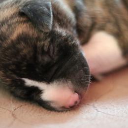 Silvermist - Fawn brindle female Whippet puppy in Robesonia, Pennsylvania from Rogue Mountain Manor