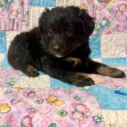Black male - Black tri male Miniature Australian Shepherd puppy in Lemon Cove, California from Magic Ranch Mini Aussies