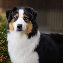 Sophie - Australian Shepherd