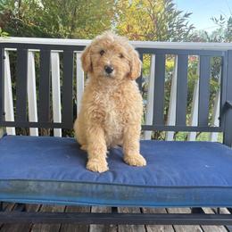 Boy 5 - Apricot male Double Doodle puppy in Jonesborough, Tennessee from Dry Creek Siberians
