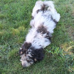 Aussiedoodle, Miniature Australian Shepherd, Poodle, and Toy Australian Shepherd Puppies from Mowry Creek Mini Aussiedoodles and More