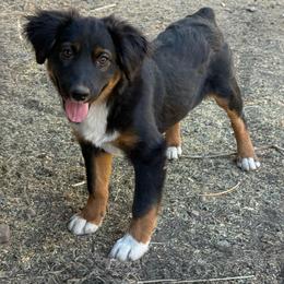 Rooty - Black tri male Miniature Australian Shepherd puppy in Lakeport, California from Akins Aussies/Wild Rose Ranch