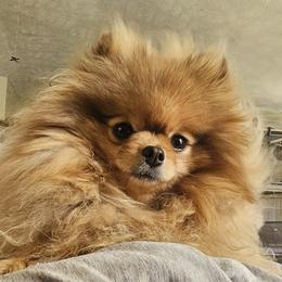 Pomeranian All Grown Up from RC Pets