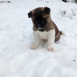 Akita Puppies from Ryan Johnston's Akitas