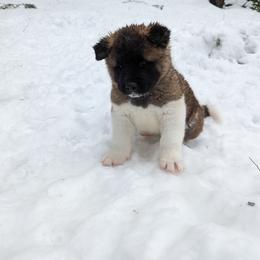 Akita Puppies from Ryan Johnston's Akitas